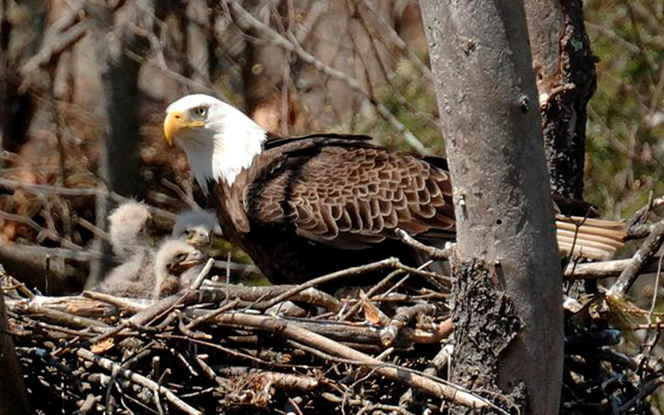 Adult eagle with three eaglets