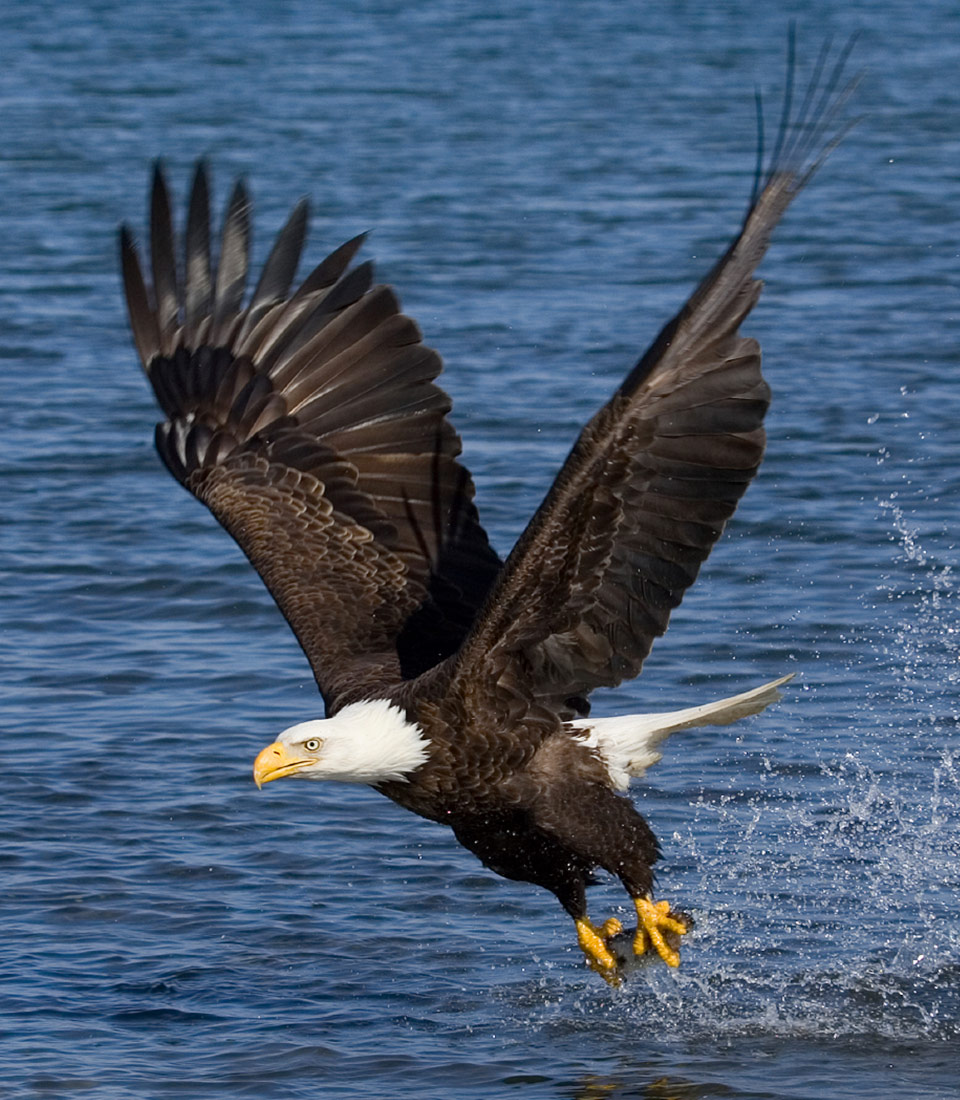 adult eagle in flight with fish