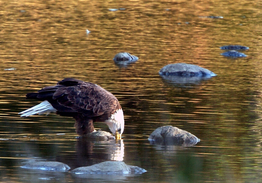 An eagle standing on a rock in the river