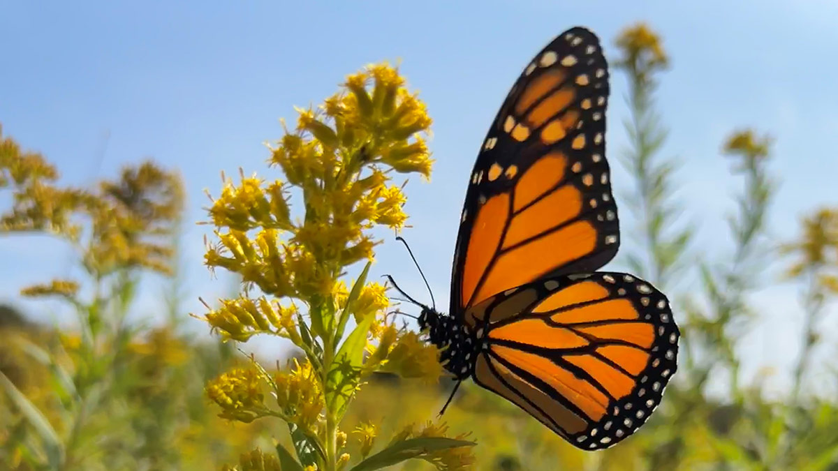 Butterfly Goldenrod BZ