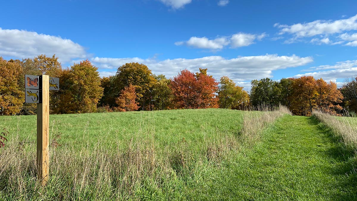 A grassy trail through the meadow surrounded by fall foliage at the Van Scott Nature Reserve.