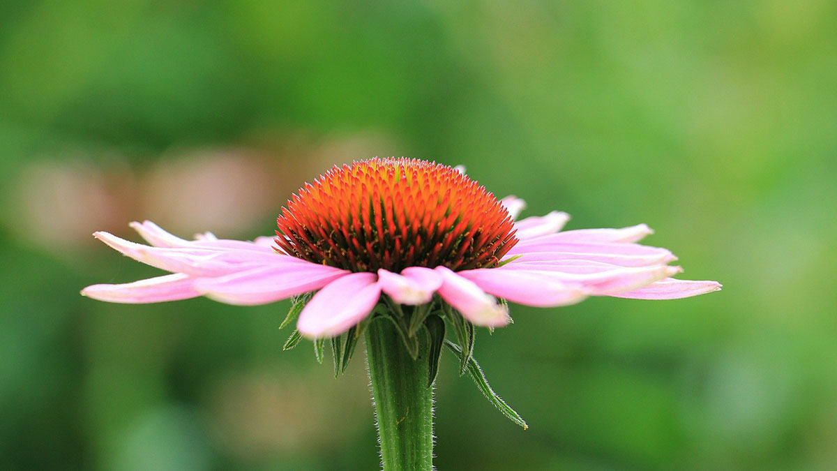A purple coneflower viewed from the side