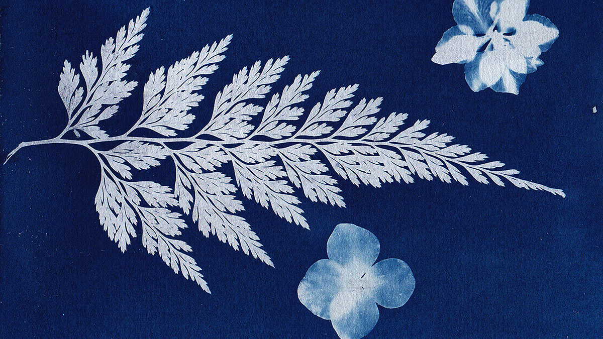 A cyanotype art print of a fern