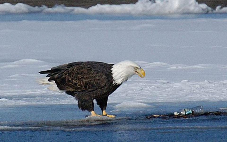 eagle with bottle in water