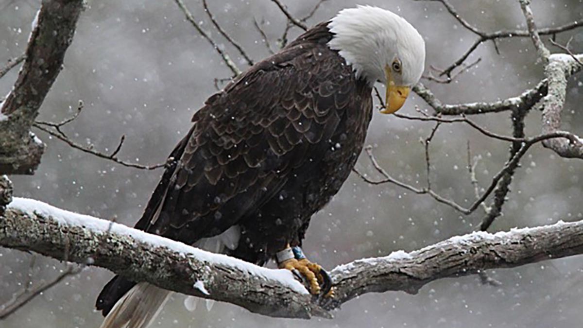 Eagle perched on a branch while snow falls