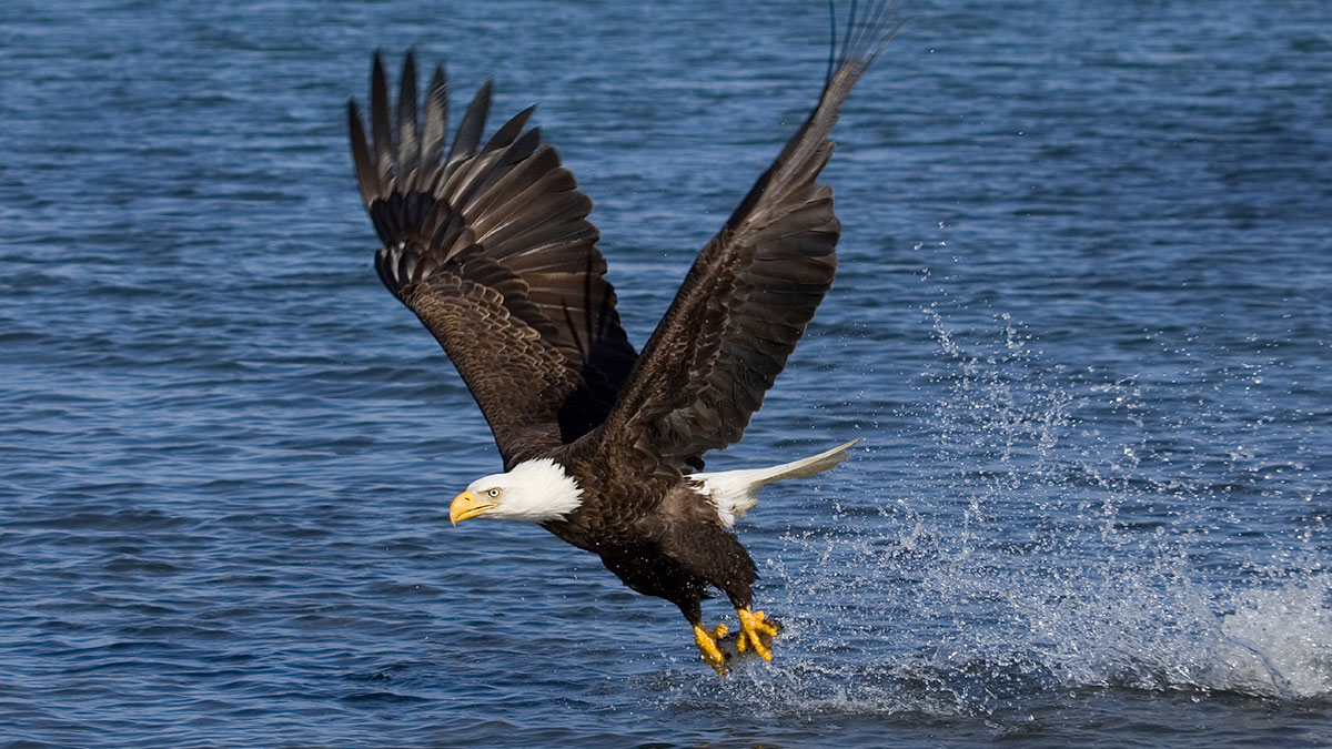 eagle fishing in flight