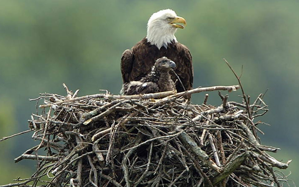 adult eagle with fledging eaglet in nest