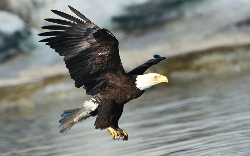 eagle in flight ove water - Delaware Highlands Conservancy