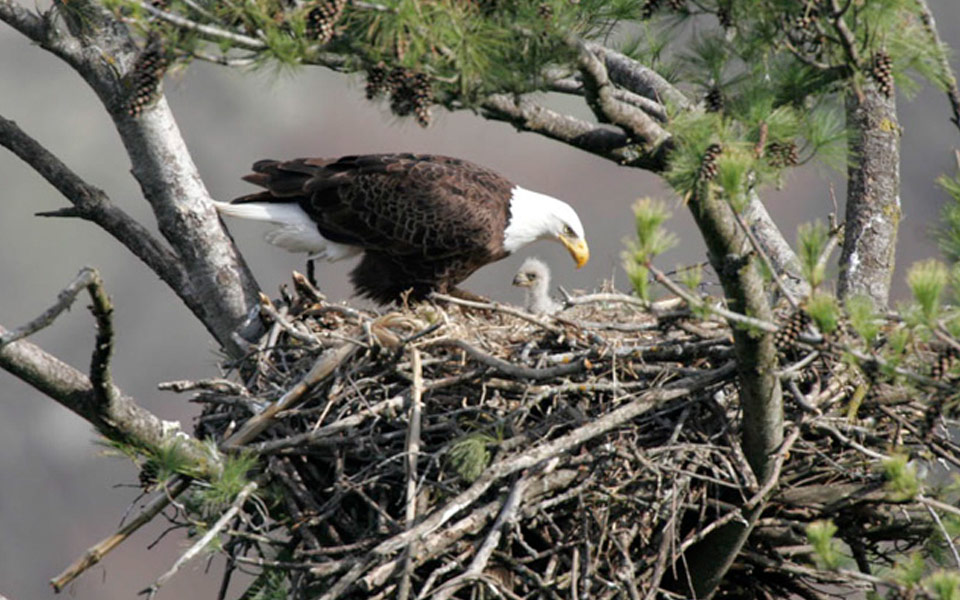 Eagle Nests In Northeast Ohio