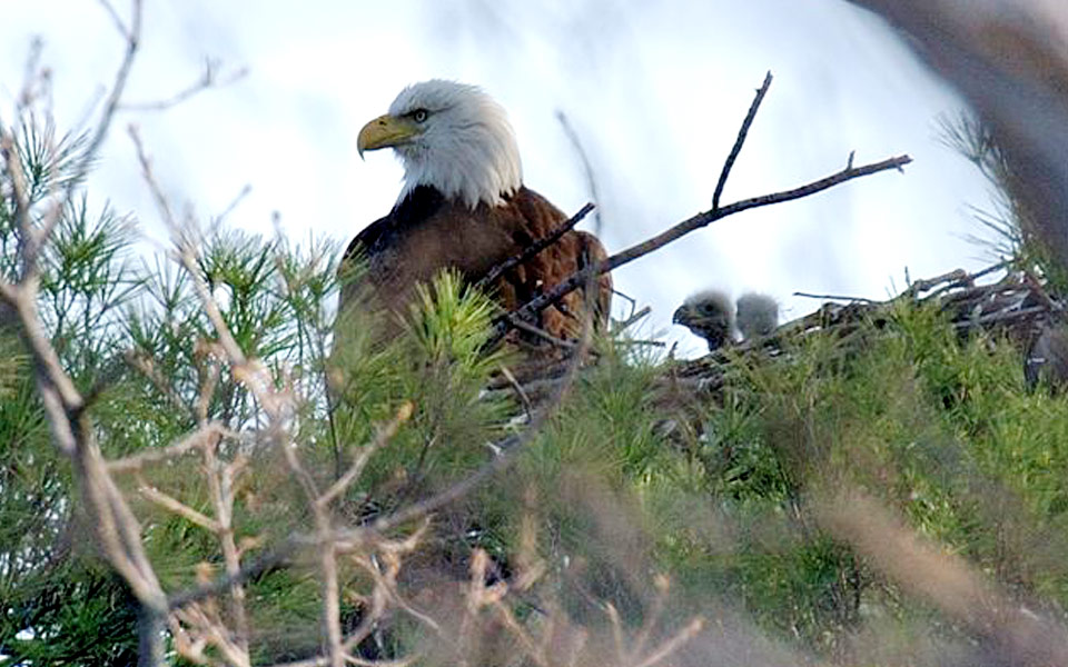 eagle in nest with two eaglets