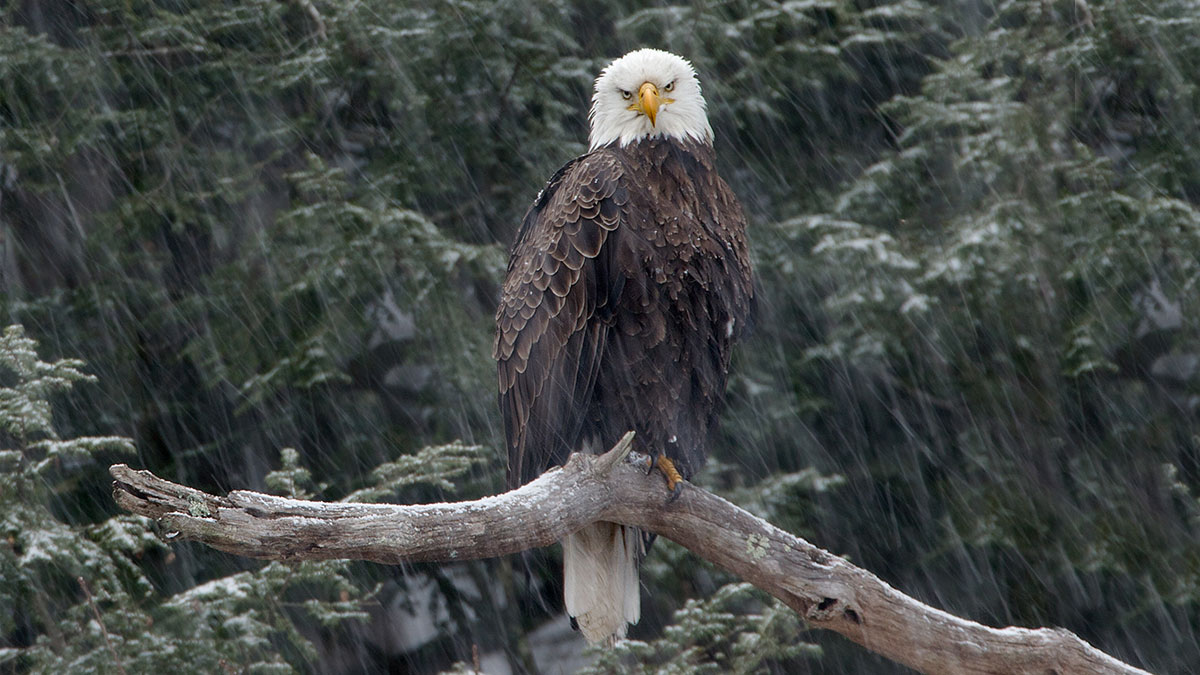 eagle on branch by Stephen Davis