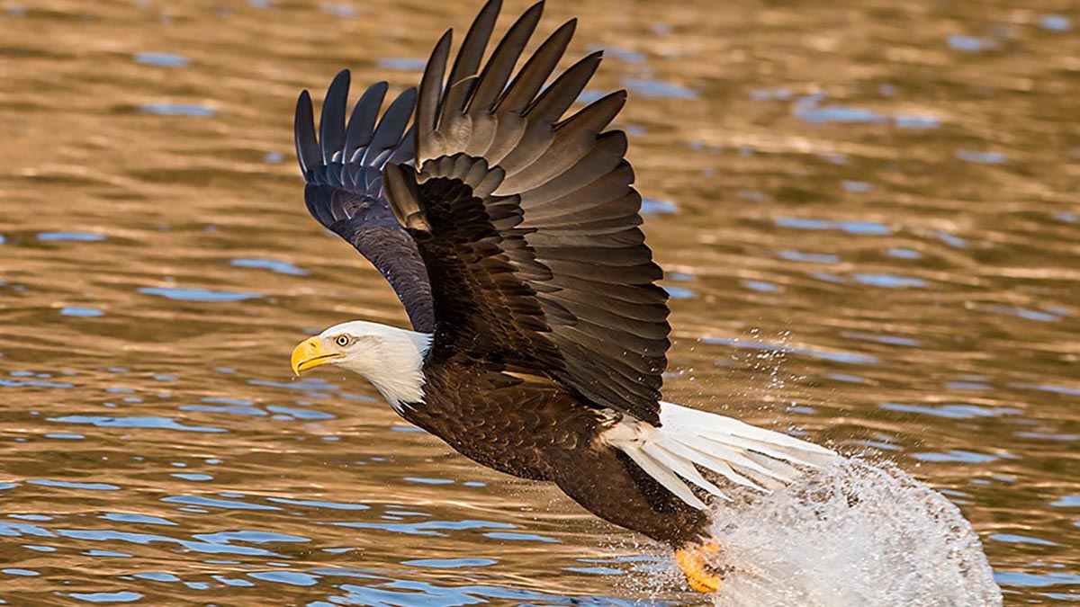 Eagle taking flight from the river