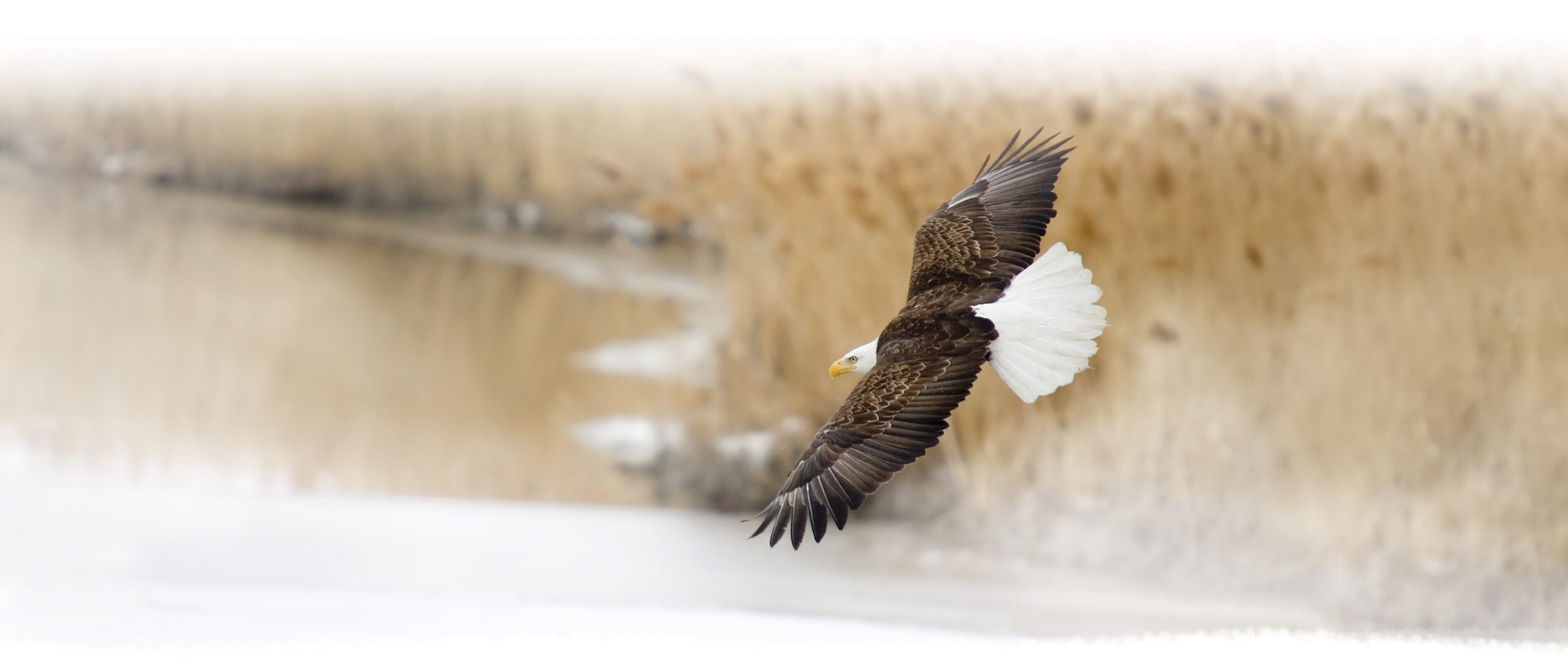 eagle flying along riverside
