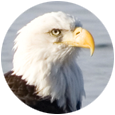 adult eagle with eaglet