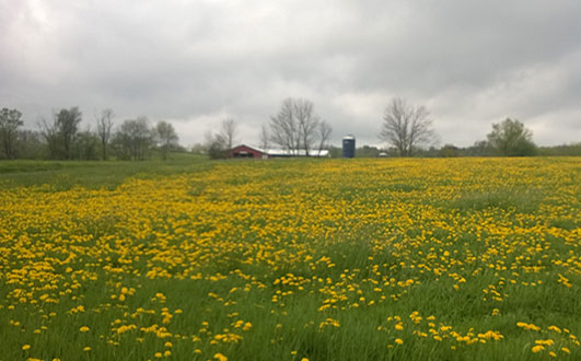 A barn at Erlwein Farms behind a field of yellow flowers.