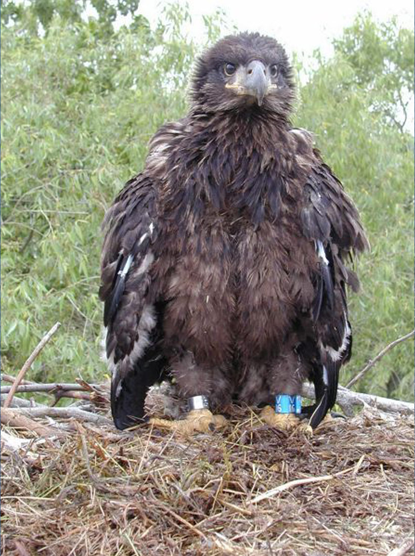 young eagle