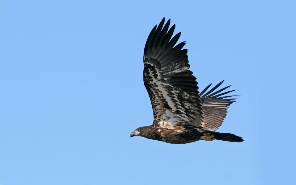 fledging in flight