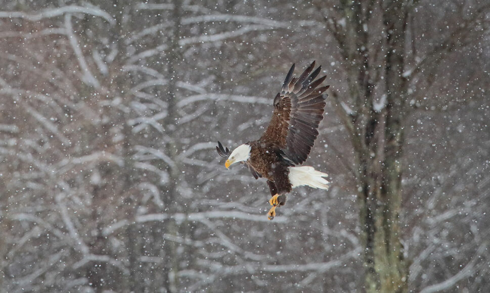 Winter Eagle Watching in the Upper Delaware