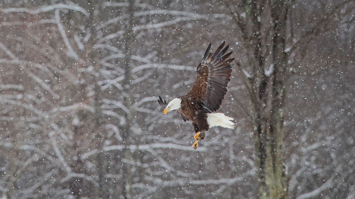 Eagle in flight during a snowstorm