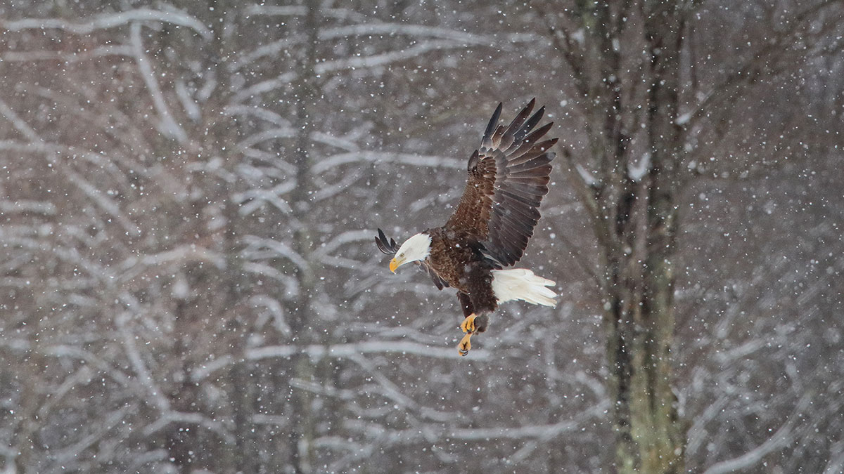 1200px x 675px - Winter Eagle Watching in the Upper Delaware - Delaware Highlands Conservancy