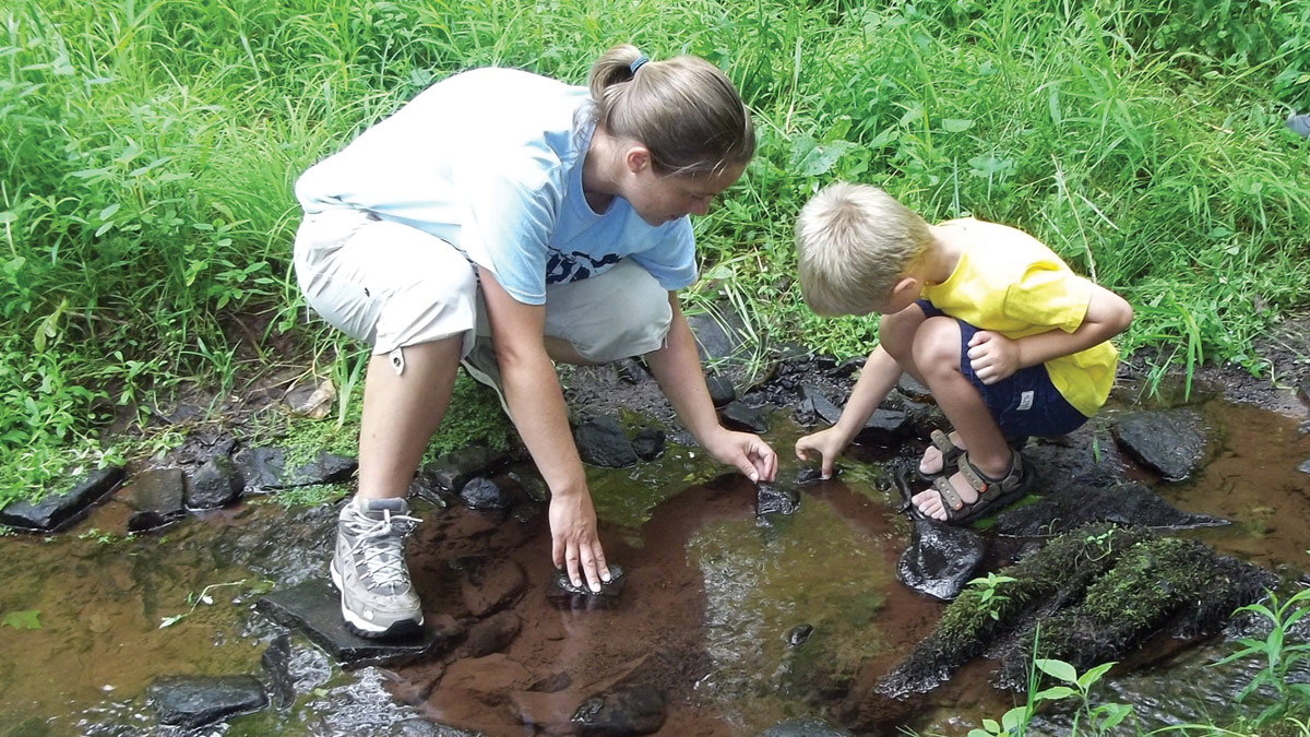 frog in the stream