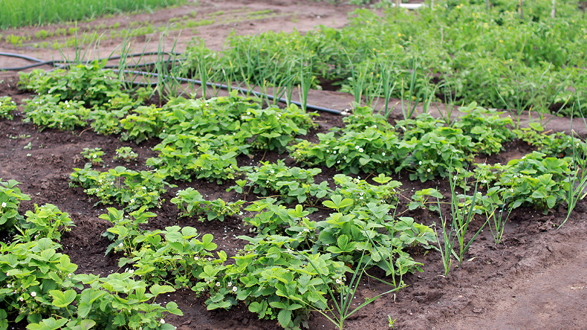 A garden showing various plants growing in rows.
