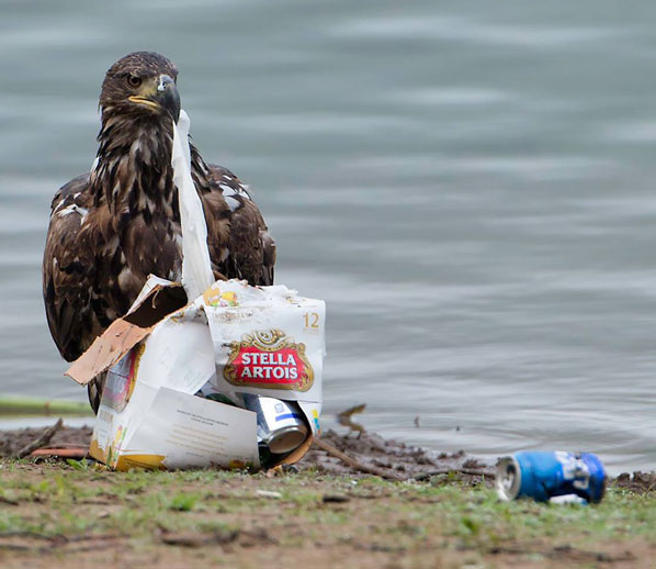 juvenile eagle with litter thrown by the river