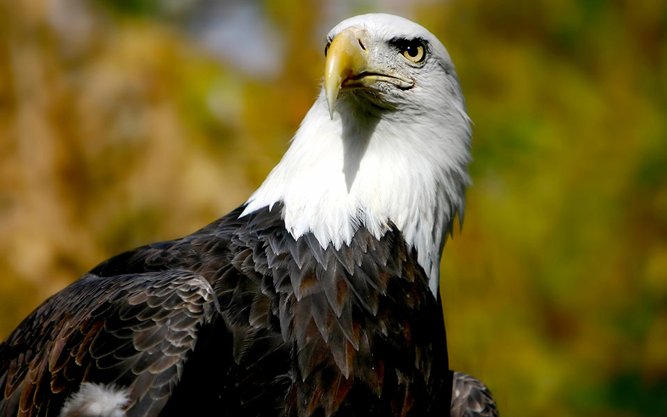 magestic eagle portrait in fall