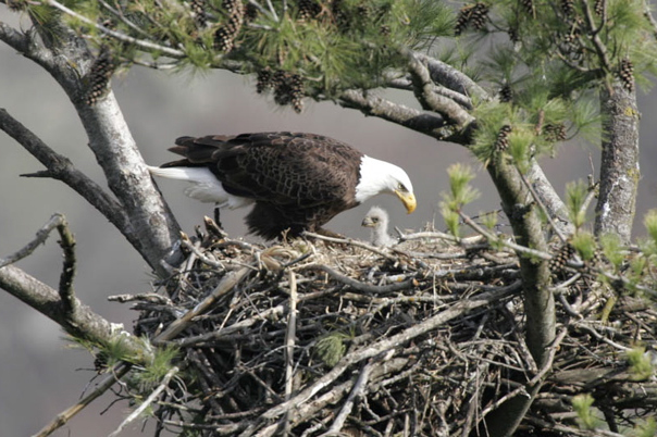 adult eagle feeding an eaglet in their nest