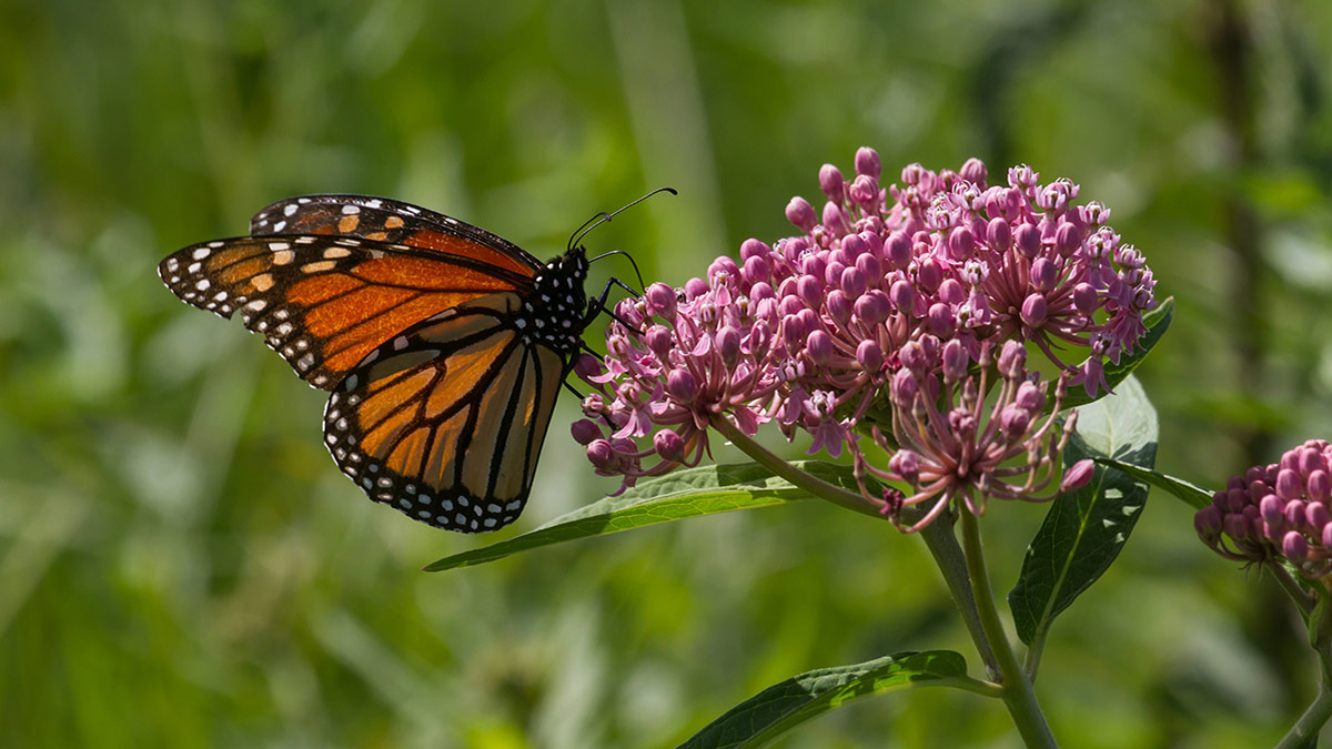 A monarch butterfly with a flowering milkweed plant.