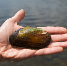 freshwater mussel