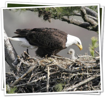 nest with adult and eaglet