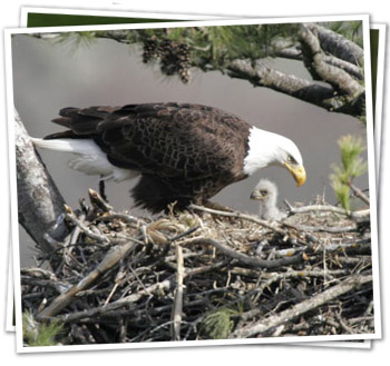 Breeding Eagles Delaware Highlands Conservancy