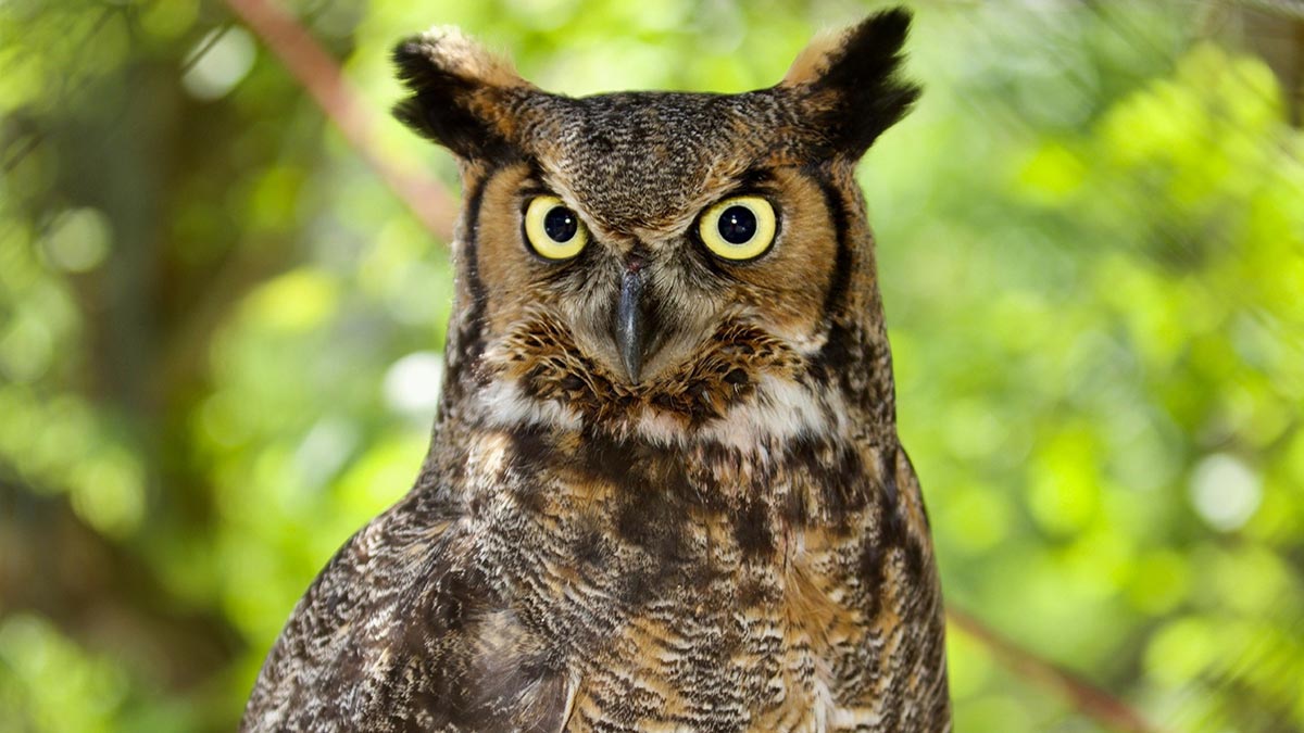 An owl looking directly at the camera