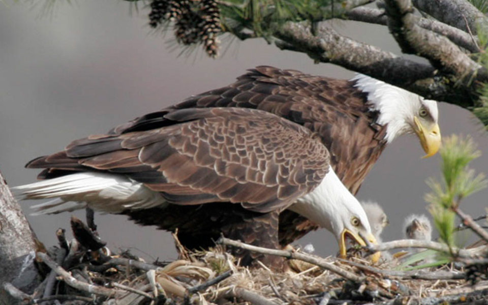 parenting eagles