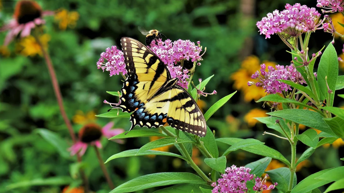A bee and a swallowtail butterfly visit a milkweed plant.