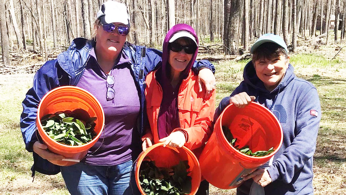 Three people hold buckets of harvested ramps