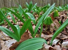 Ramps coming up alongside furled Mayapples.