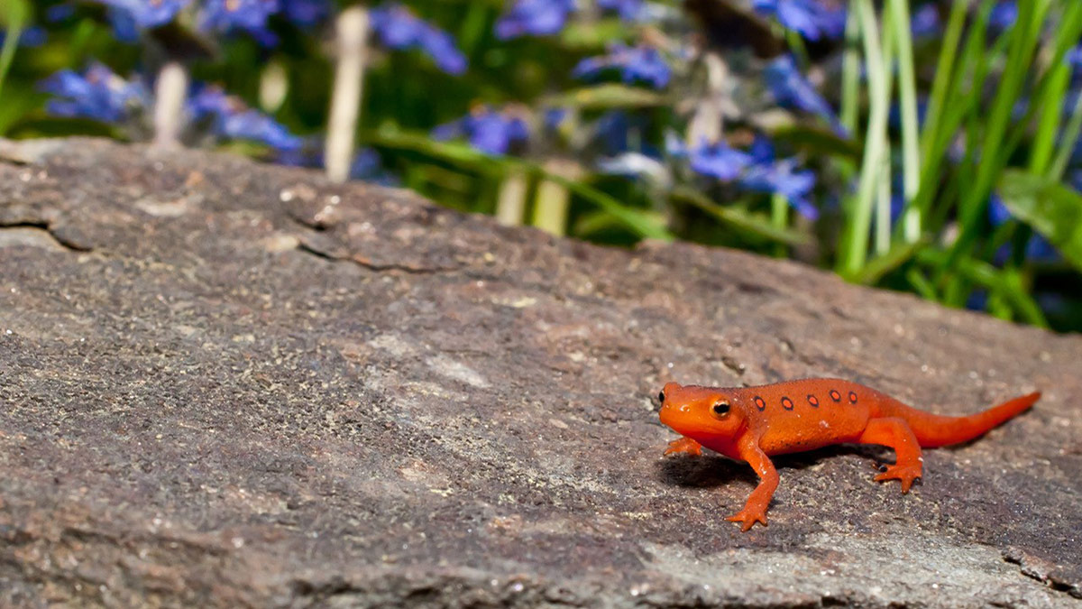A red eft stands on a rock.