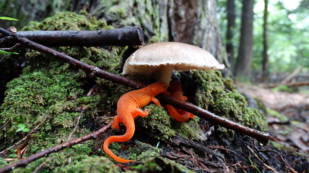 Two red efts take shelter under a white mushroom during a rainstorm.
