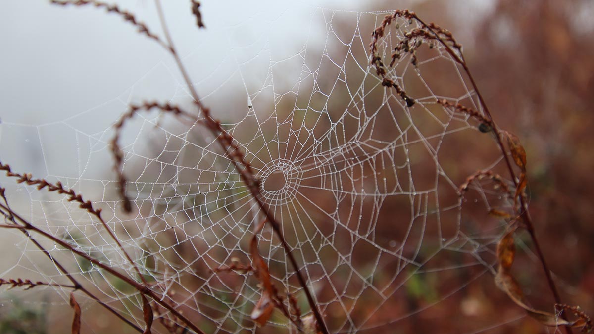 A spiderweb between two plants