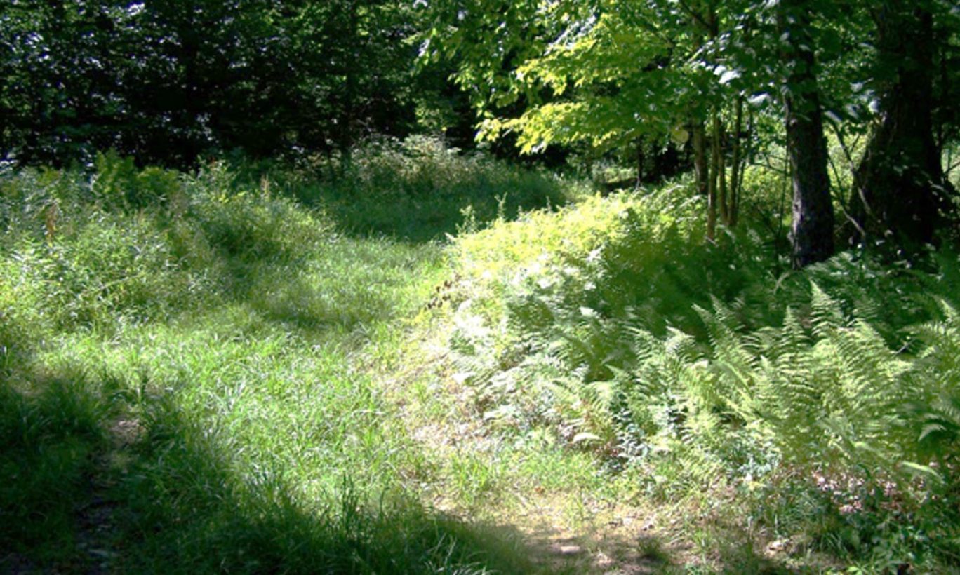 Wayne County’s Spruce Lake Farm Protected