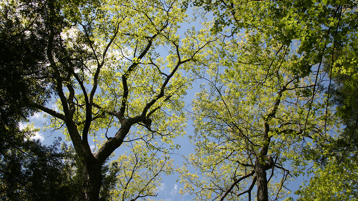 Looking up at the sunny tree canopy.