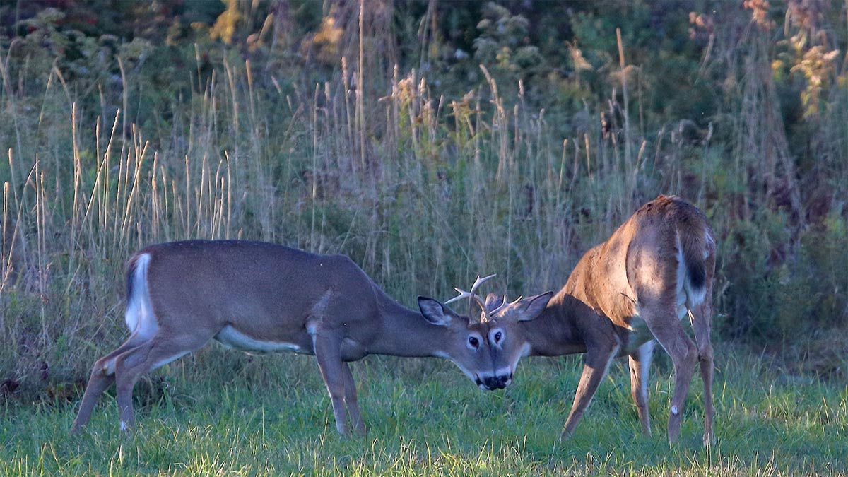 Two male white-tailed deer lock horns to fight