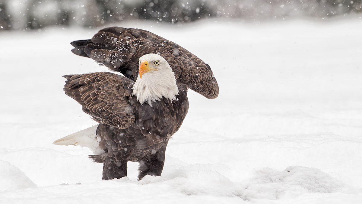 winter eagle by Stephen Davis