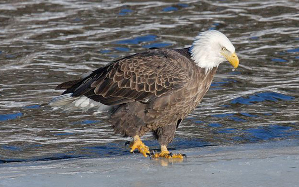 wintering eagle with ice on beak