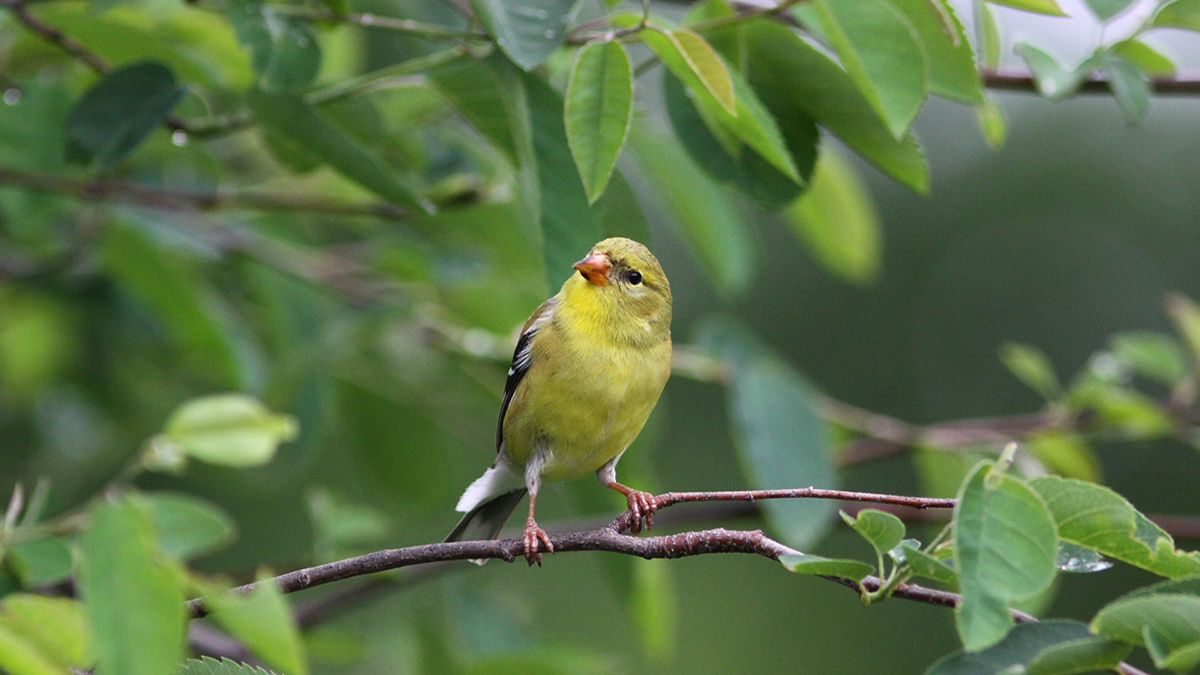 A small yellow bird perched on a branch.